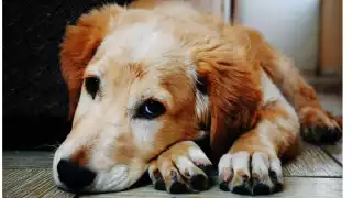 Captan el momento en que un hombre agarra a golpes a un perro en San José Tecoh: VIDEO