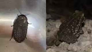 Lluvias en Yucatán desatan la presencia de cucarachones, sapos y tarántulas cerca de las casas