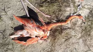 Dijo que las aves muchas veces se ven en la necesidad de atravesar las carretas