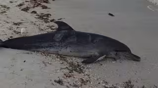 Localizan delfín sin vida cerca del Puerto de Abrigo de Progreso