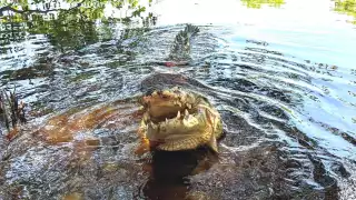 El cocodrilo mordió en la pierna al turista, quien fue trasladado a un hospital
