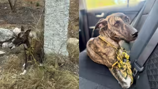 Fiscalía rescata a una perrita que permanecía bajo el Sol y atada a un poste en Chalmuch