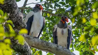 Esperanza en la selva de Yucatán: captan a una pareja de zopilote rey, especie en peligro de extinción