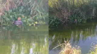 Rescatan a una mujer tras meterse a nadar a un canal con cocodrilos en Tamaulipas