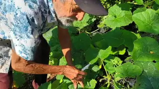 Producción de hortalizas, la actividad más antigua en riesgo de desaparecer en Telchac Pueblo