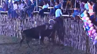 Toro cornea a un caballo durante un Duelo de Ganaderías en la feria de Sinanché: VIDEO