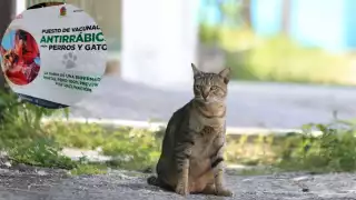 El Colegio de Médicos Veterinarios emitió recomendaciones para proteger a las mascotas