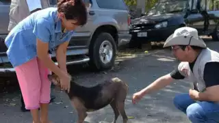 La Secretaría de Salud en Yucatán alerta