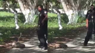 ¡Casi los muerde! Policías enfrentan inesperado encuentro con una boa en Telchac Pueblo