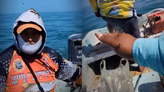 Enjambre de abejas sorprende a pescadores de Campeche en altamar (video)