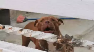 Minutos más tarde, arribaron personal paramédico de Protección Civil