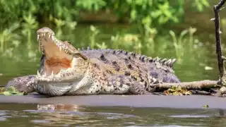 El cocodrilo caminaba en calles de Progreso donde habitan varias familias