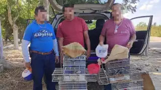 Aseguran aves protegidas en la carretera Dzidzantún-Dzilam González; hay tres detenidos