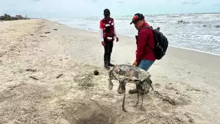 Recala tortuga marina muerta en playas de Ciudad del Carmen