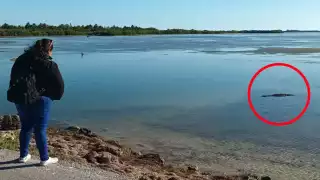 El cocodrilo se mantiene en la orilla de la carretera a Yobaín