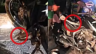 La boa se encontraba escondida en el interior de una motocicleta en Progreso