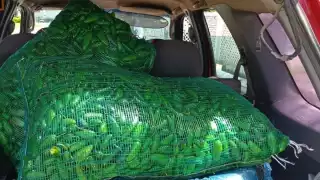 La pareja había abordado dos costales con chiles jalapeños a su camioneta