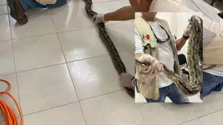 La boa fue asegurada para después ser liberada en su hábitat