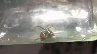 Vecina de Peto encuentra una araña viuda negra dentro de su casa