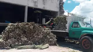 La llegada de las fibras de Brasil y África hicieron que la producción se desplome dejando pérdidas millonarias