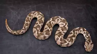 Esta especie es poco común verla en esa zona. Foto: Especial