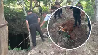El becerro pasó varias horas dentro de un cenote en Tizimín