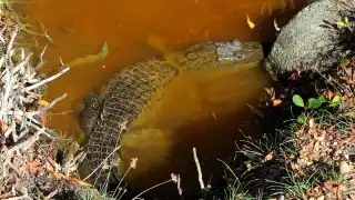 Charcas de Sinanché atraen a cocodrilos de más de tres metros