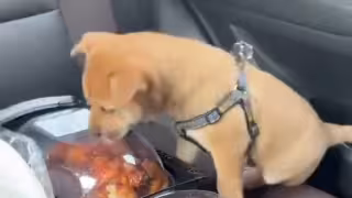 Perrito se hace viral por lamer el contenedor de pollo rostizado: VIDEO