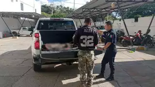 Muere jaguar atropellado en el Periférico Pablo García y Montilla, en Campeche