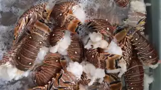 Estos precios se dan a dos meses de iniciar la temporada de langosta