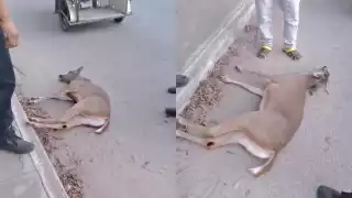 Venado muere luego de ser atropellado en Acanceh: VIDEO