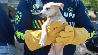 Rescate masivo de animales en Mérida: había 40 perros, gatos y aves abandonados en un predio