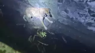 Los vecinos llamaron al número de emergencias