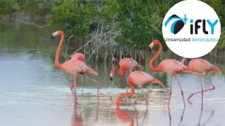 Biólogos denuncian que 'Vuela Yucatán' de iFly atenta contra la Reserva de Ría Lagartos