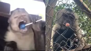 Mono es captado comiendo una paleta en el Zoológico Centenario de Mérida; surge la versión yucateca del sticker viral