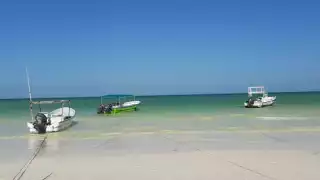 Suspenden tours de bioluminiscencia en Holbox