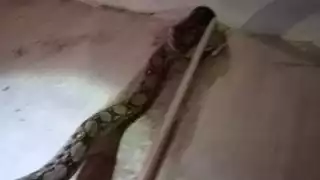 Hallan una boa de casi tres metros en la tubería de una casa en Chicxulub Puerto