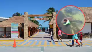 Guardavidas del balneario acompañaron al mamífero para cuidar su integridad