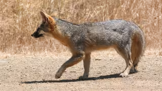 "Víctima del crecimiento de la ciudad": denuncian atropellamiento de zorro gris al norte de Mérida