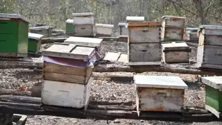 Los apicultores de Escárcega exigen aplicar medidas antes de que se afecten los apiarios locales