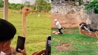 El avestruz comenzó a molestarse cuando camioncito entró a su área