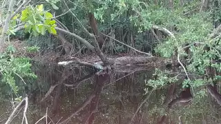 En la zona pantanosa habitan ejemplares de todos los tamaños, pero la falta de conciencia ambiental genera que algunas personas tiren sus desechos en el sitio