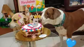 Igualmente, la altruista invitó a la ciudadanía a siempre adoptar en vez de comprar