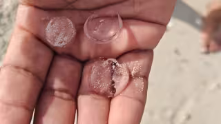 “Eran blanditos y transparentes”: Misteriosas “canicas transparentes” aparecen en playas de Yucatán y desatan sorpresa entre turistas