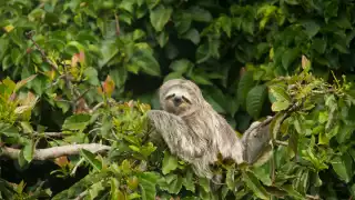 Oso perezoso se viraliza por parar el tráfico en Puerto Rico: VIDEO