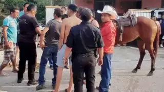 El caballo arrastraba una reja con la cual hirió al menor