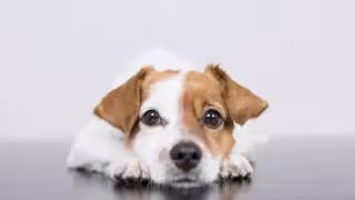 El agresor le hizo múltiples heridas al perrito lo que causó se desangrara,