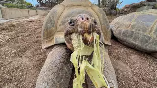Muere Gramma, la tortuga gigante de Galápagos más longeva del mundo, a los 141 años