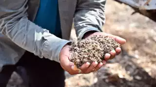 La Secretaria de Desarrollo Agropecuario es la encargada de brindar apoyo a los apicultores en estos casos