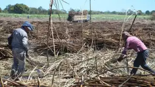 Esta vez, los trabajadores prefirieron dedicarse a las labores del Tren Maya.